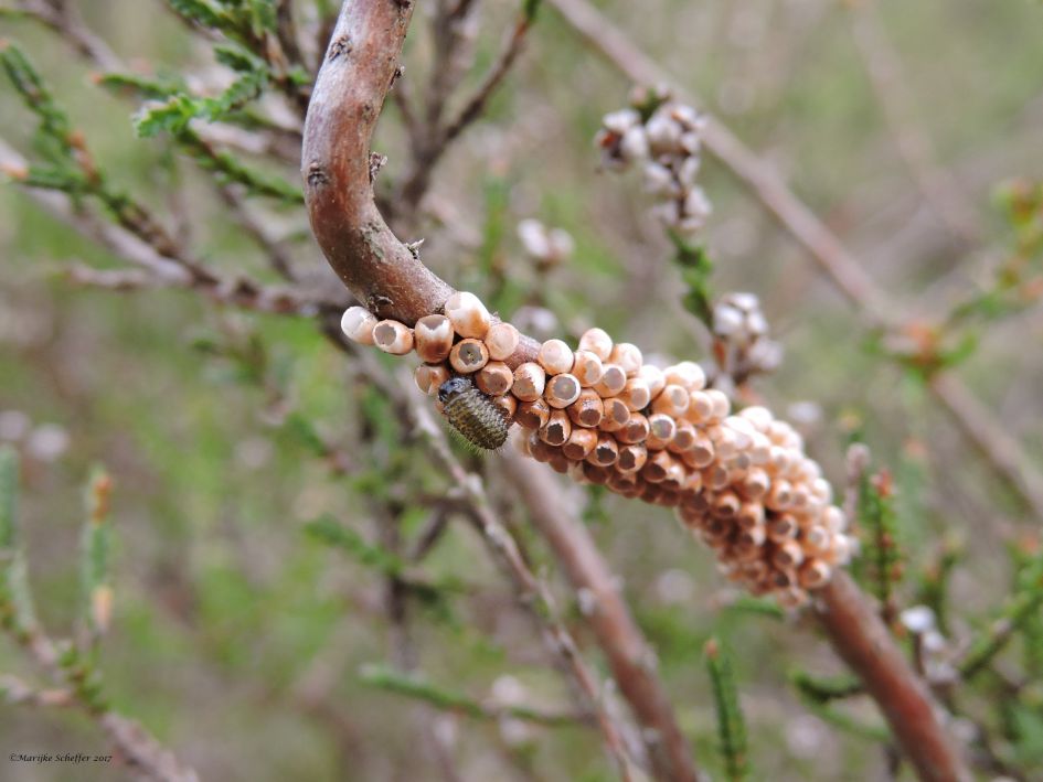 Welk rupsje en of eidopjes?
